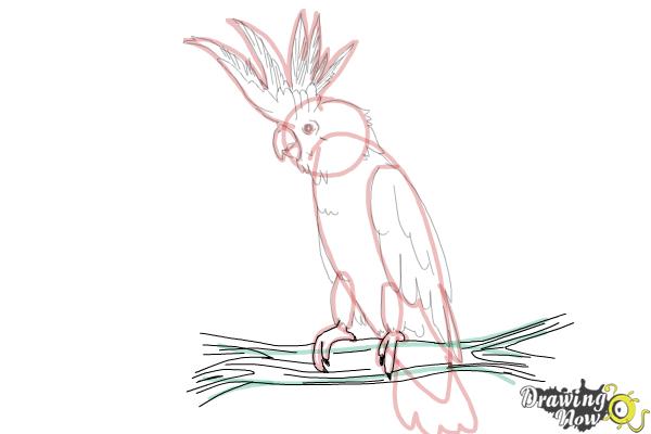 How to Draw a Cockatoo - Step 16
