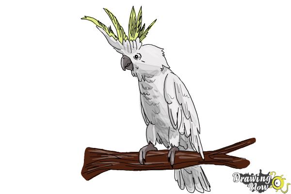 How to Draw a Cockatoo - Step 18