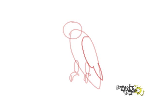 How to Draw a Cockatoo - Step 5