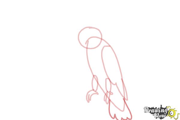 How to Draw a Cockatoo - Step 6