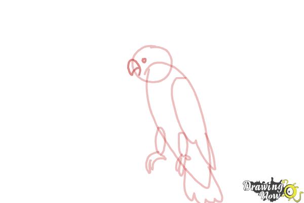 How to Draw a Cockatoo - Step 7