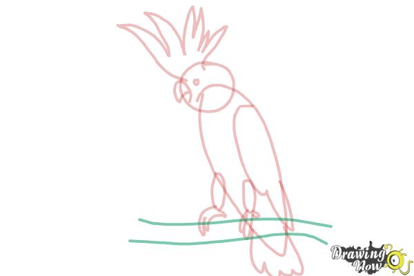 How to Draw a Cockatoo - Step 9