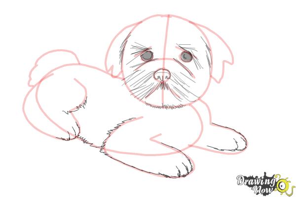 How to Draw a Furry Dog - Step 8