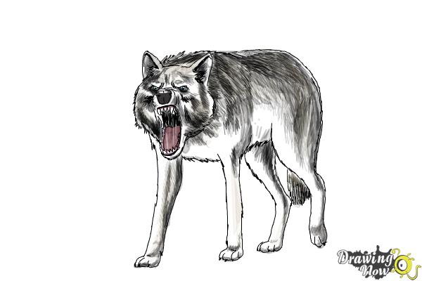 How to Draw a Wolf Step by Step - Step 19 How to Draw a Wolf Step by Step - Step 19