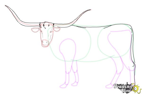 How to Draw a Longhorn - Step 10