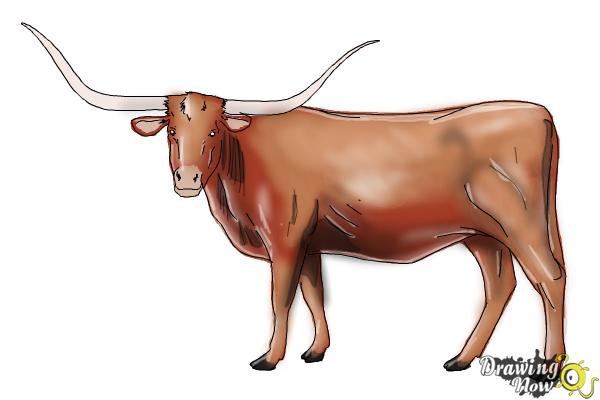 How to Draw a Longhorn - Step 12