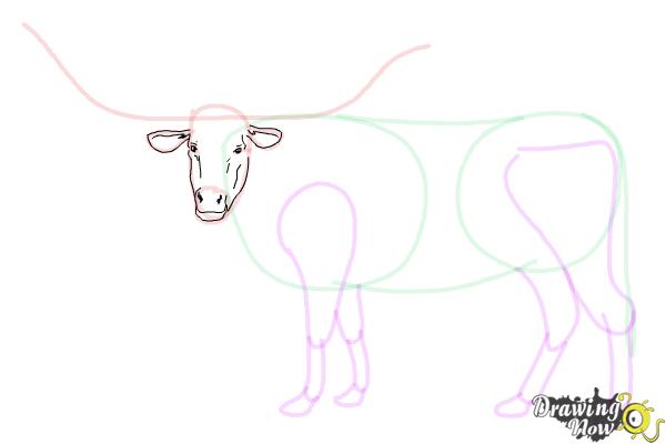 How to Draw a Longhorn - Step 9