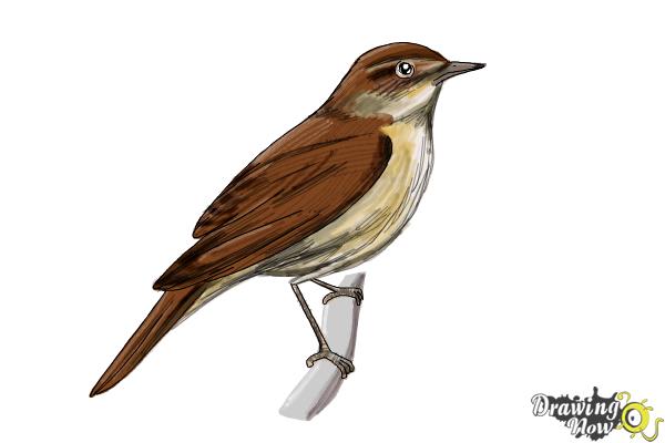 How to Draw a Nightingale Bird - Step 11