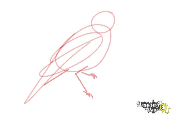 How to Draw a Nightingale Bird - Step 5