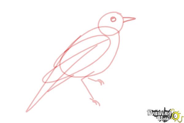 How to Draw a Nightingale Bird - Step 6