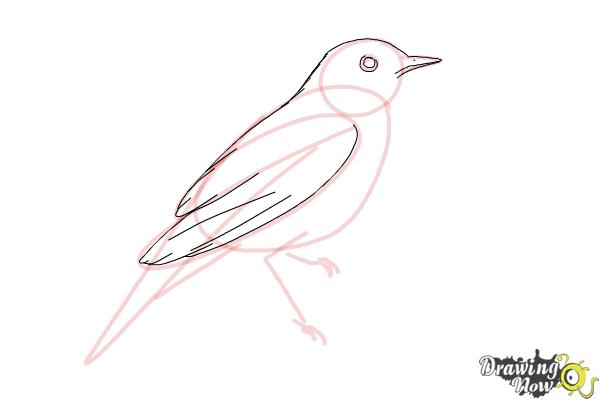 How to Draw a Nightingale Bird - Step 7