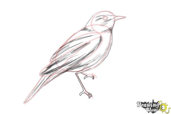 How to Draw a Nightingale Bird - Step 9