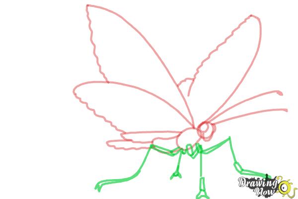 How to Draw a Butterfly Step by Step - Step 5