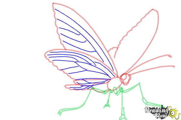 How to Draw a Butterfly Step by Step - Step 6