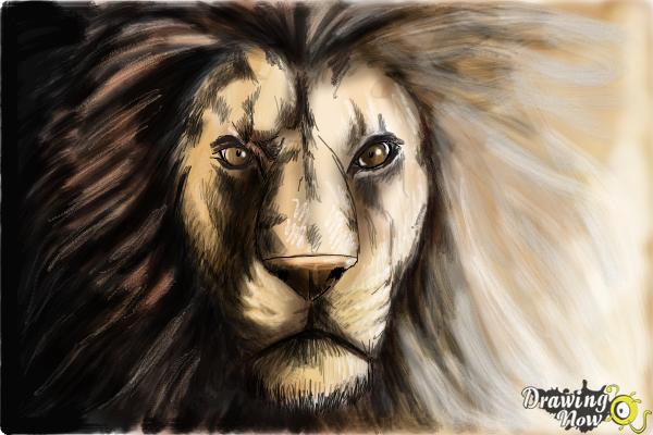 How to Draw a Lion Face - Step 11