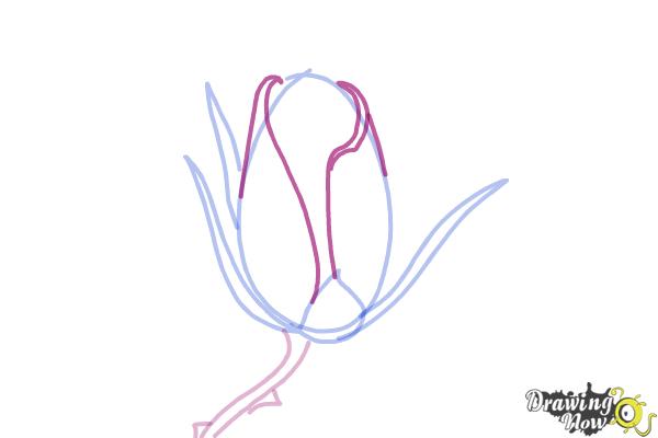 How to Draw a Rose Bud - Step 5