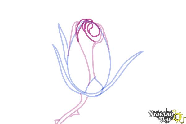 How to Draw a Rose Bud - Step 6