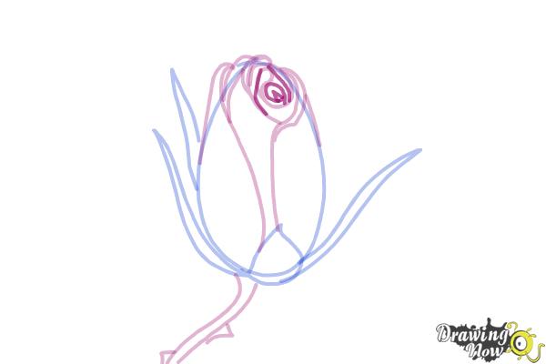 How to Draw a Rose Bud - Step 7