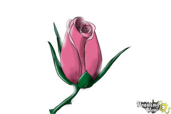 How to Draw a Rose Bud - Step 9