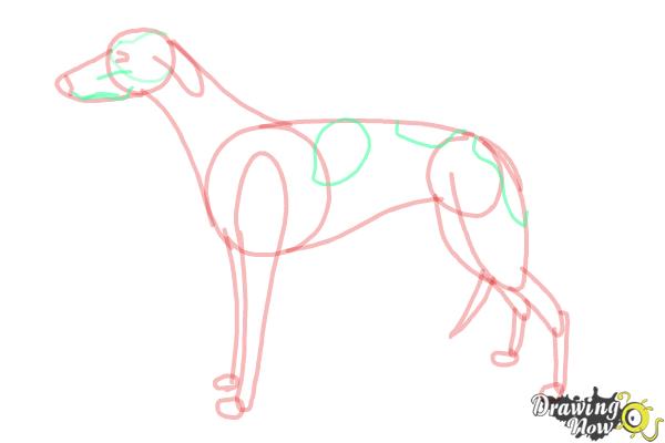 How to Draw a Greyhound - Step 10