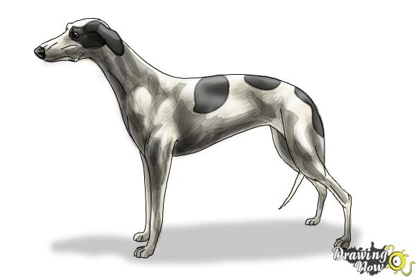 How to Draw a Greyhound - Step 12