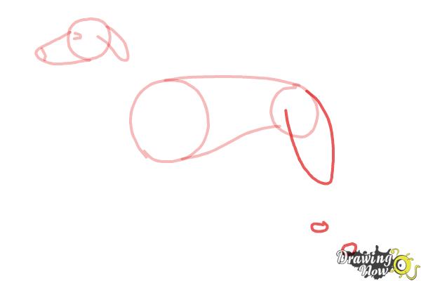 How to Draw a Greyhound - Step 5