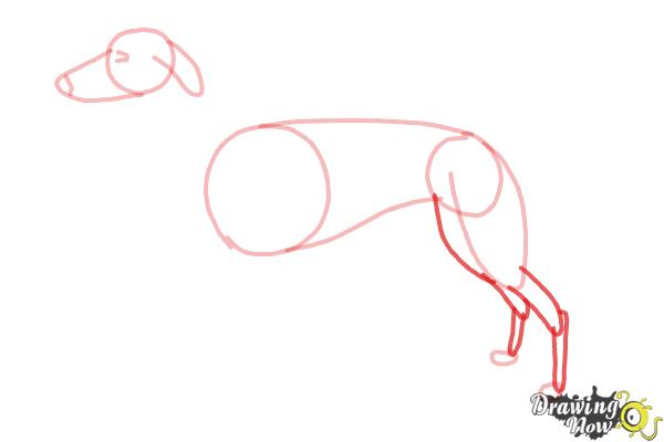 How to Draw a Greyhound - Step 6