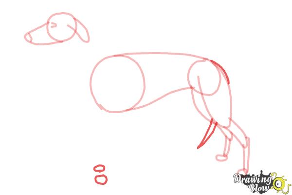How to Draw a Greyhound - Step 7