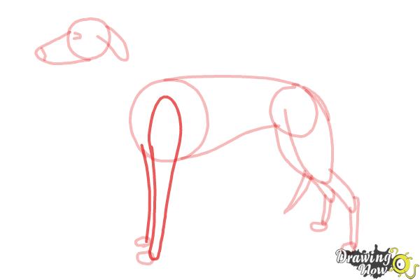 How to Draw a Greyhound - Step 8