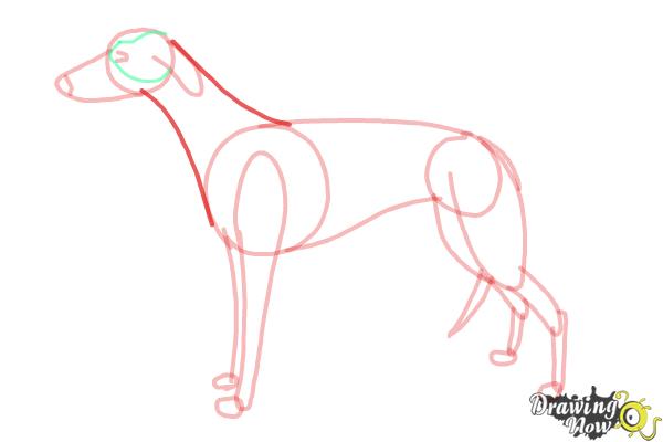 How to Draw a Greyhound - Step 9