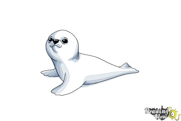 How to Draw a Baby Seal - Step 13