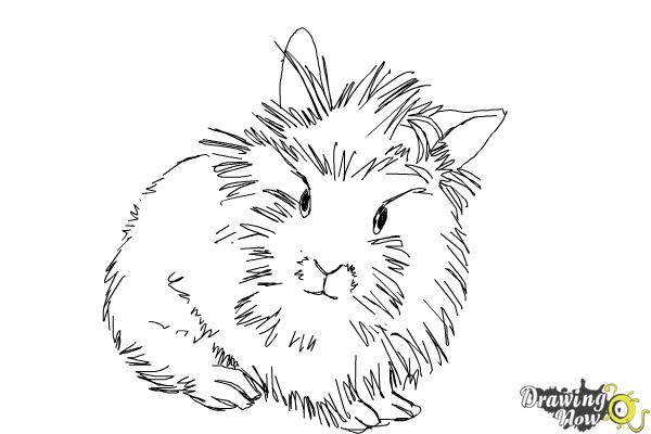 How to Draw a Lionhead Bunny - DrawingNow