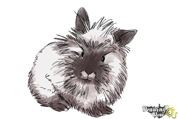 How to Draw a Lionhead Bunny - DrawingNow