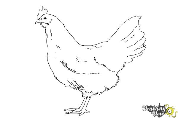 How to Draw a White Leghorn Chicken - DrawingNow