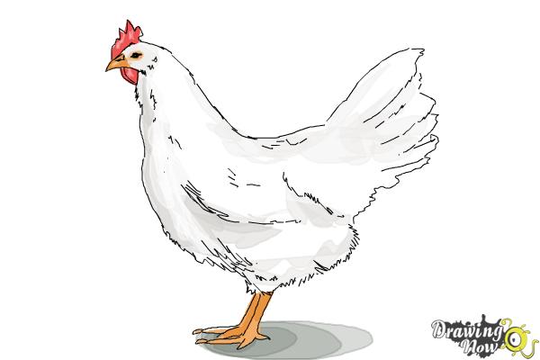 How to Draw a White Leghorn Chicken - Step 8