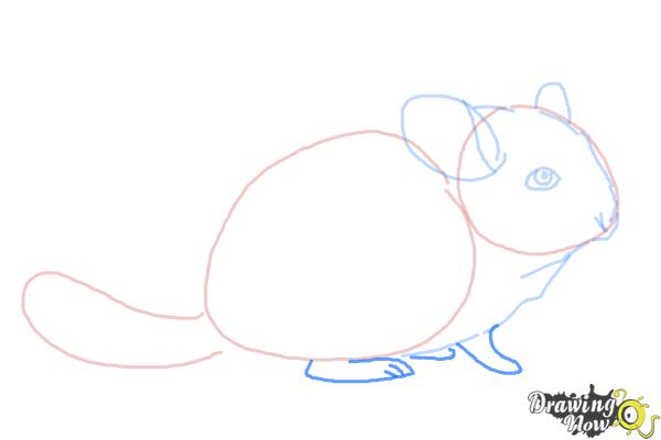 How to Draw a Chinchilla - Step 5
