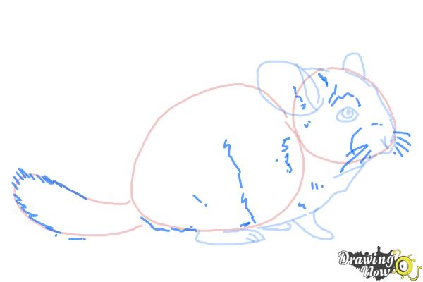 How to Draw a Chinchilla - Step 6