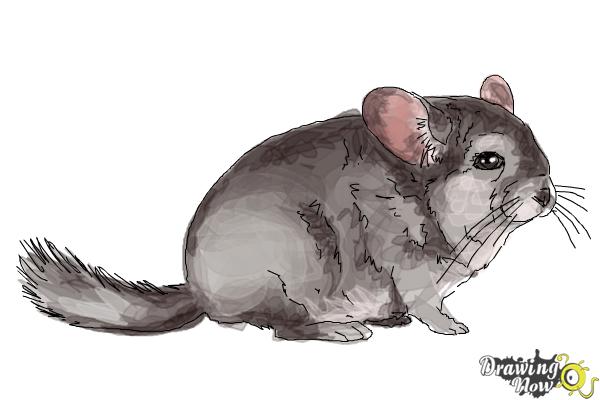 How to Draw a Chinchilla - Step 8
