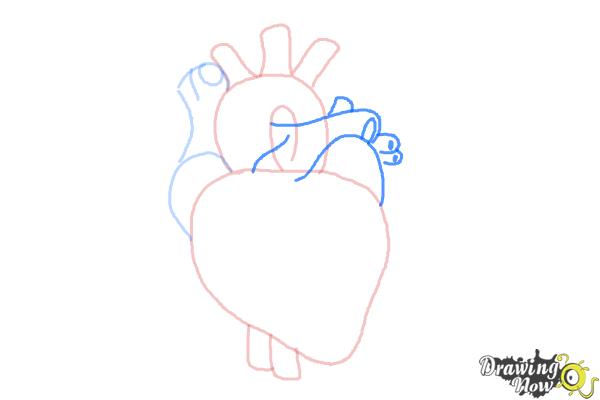 How to Draw a Real Heart - Step 5