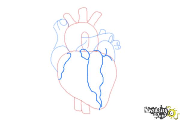 How to Draw a Real Heart - Step 6