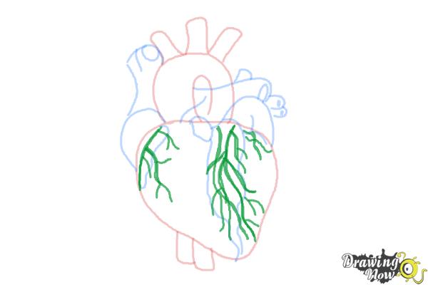 How to Draw a Real Heart - Step 7