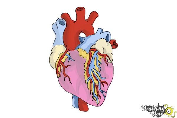 How to Draw a Real Heart - Step 9