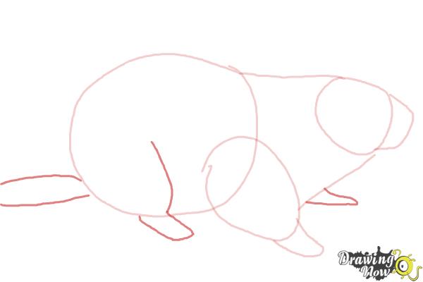 How to Draw a Groundhog - DrawingNow