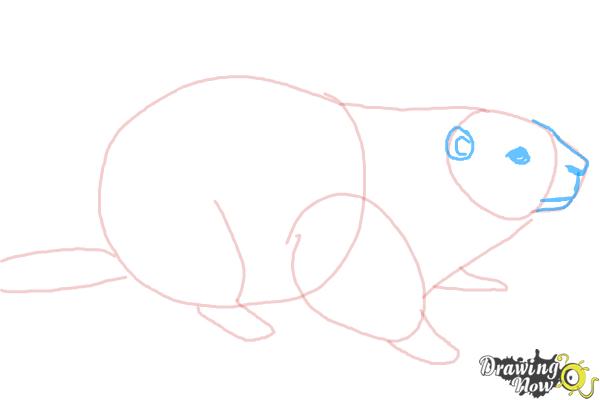How to Draw a Groundhog - Step 5