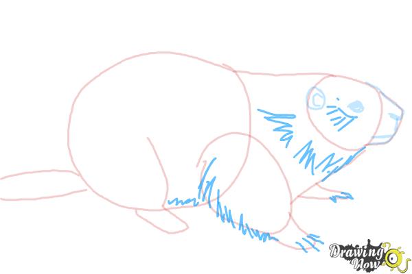 How to Draw a Groundhog - Step 6