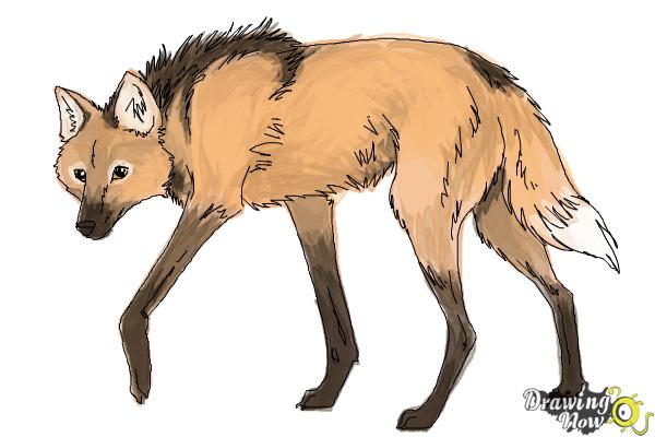 How to Draw a Wolf - Maned Wolf - Step 10