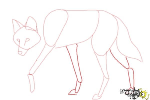 How to Draw a Wolf - Maned Wolf - Step 7