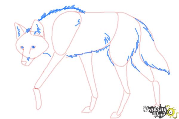 How to Draw a Wolf - Maned Wolf - Step 8