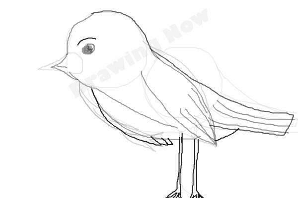 bird ( bad attempt)sparrow - Step 10