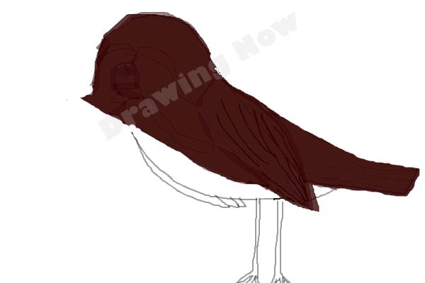 bird ( bad attempt)sparrow - Step 11
